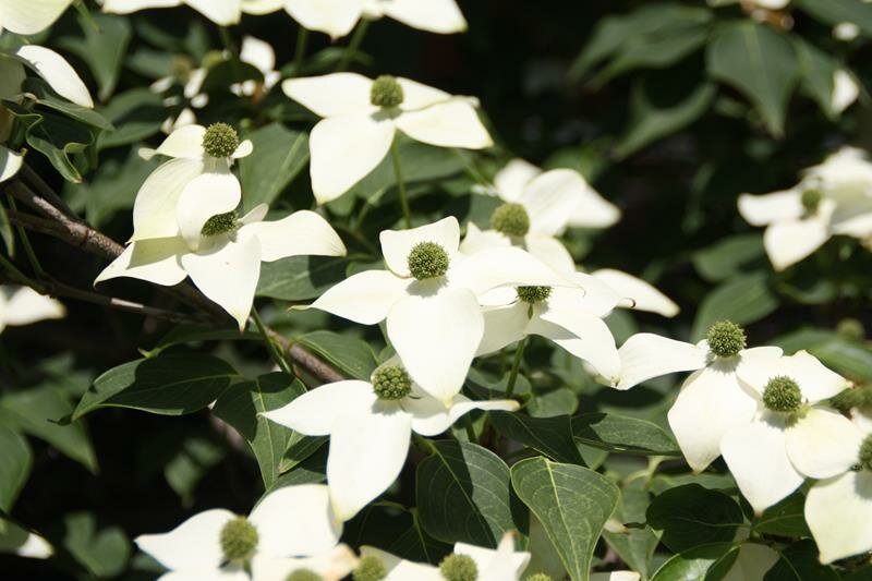 White flowers at Hibiya Park Tokyo