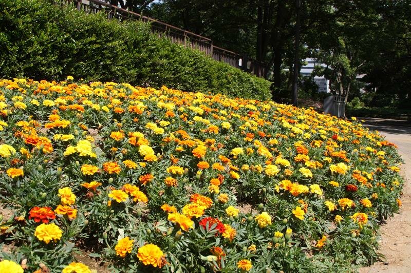 Yellow flowers at Hibiya Park Tokyo