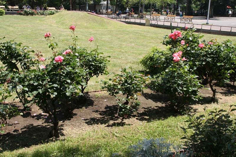 Rose garden at Hibiya Park Tokyo