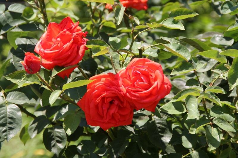 Red roses at Hibiya Park Tokyo