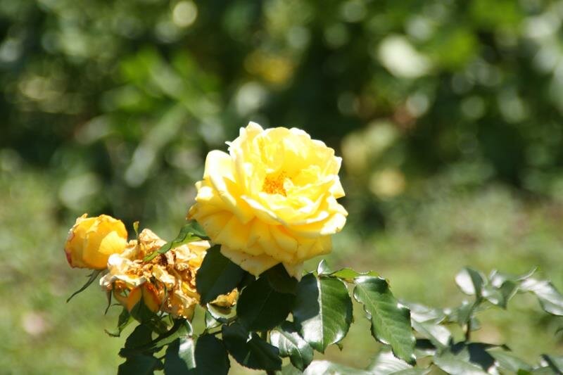 Yellow roses at Hibiya Park Tokyo