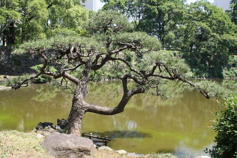 Japanese tree at Hibiya Park Tokyo