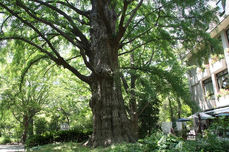 Gingko tree at Hibiya Park Tokyo