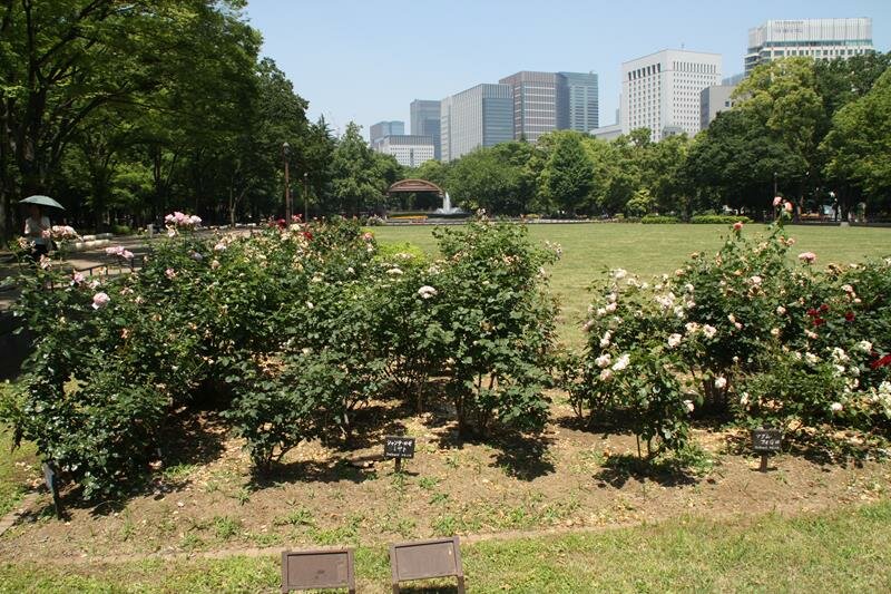Rose garden Hibiya Park Tokyo